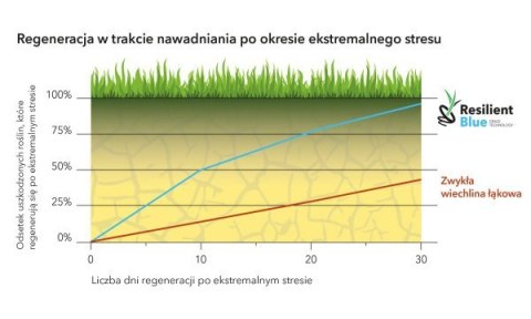 Trawa Uniwersalna Sportowa Barenbrug RPR Lawn Otoczkowana 5kg