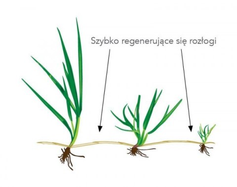 Trawa Uniwersalna Sportowa Barenbrug RPR Lawn Otoczkowana 5kg